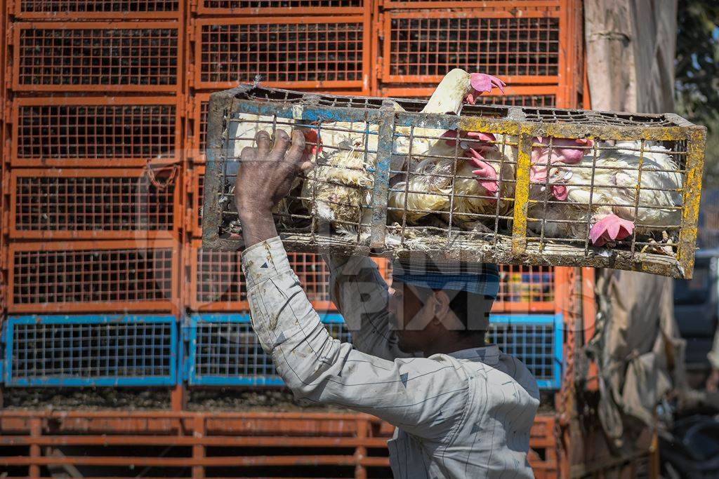 Indian broiler chickens being transported on the head of a worker at Ghazipur murga mandi, Ghazipur, Delhi, India, 2022