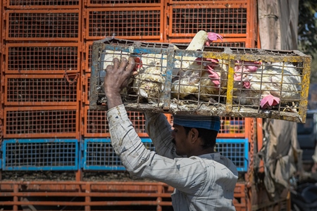 Indian broiler chickens being transported on the head of a worker at Ghazipur murga mandi, Ghazipur, Delhi, India, 2022