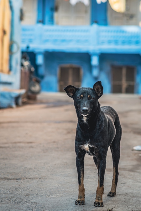 Indian street dog or stray pariah dog with blue building in the urban city of Jodhpur, India, 2022