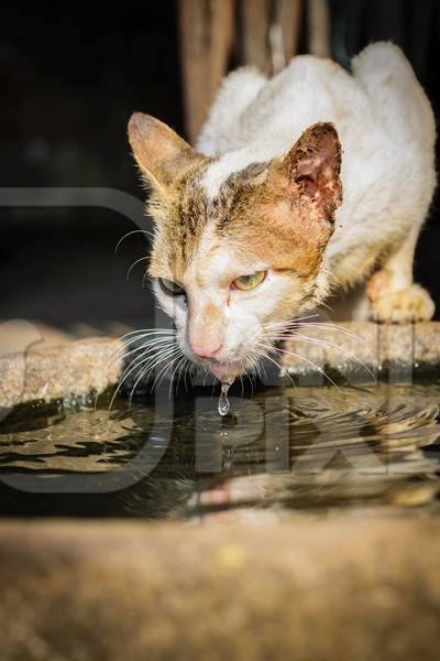 Street cat drinking from a waterbowl outside Crawford meat market