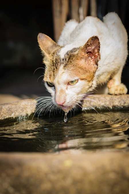 Street cat drinking from a waterbowl outside Crawford meat market