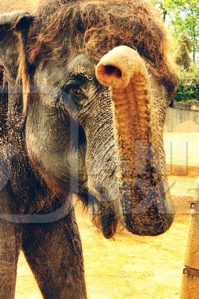 Indian elephant waving trunk