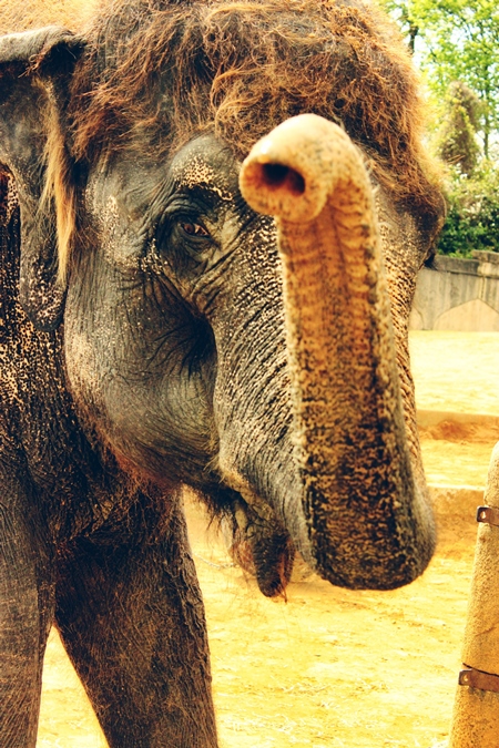 Indian elephant waving trunk