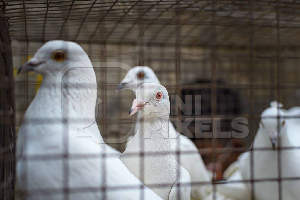 Fancy white pigeons or doves on sale at Galiff Street pet market, Kolkata, India, 2022