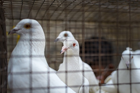 Fancy white pigeons or doves on sale at Galiff Street pet market, Kolkata, India, 2022