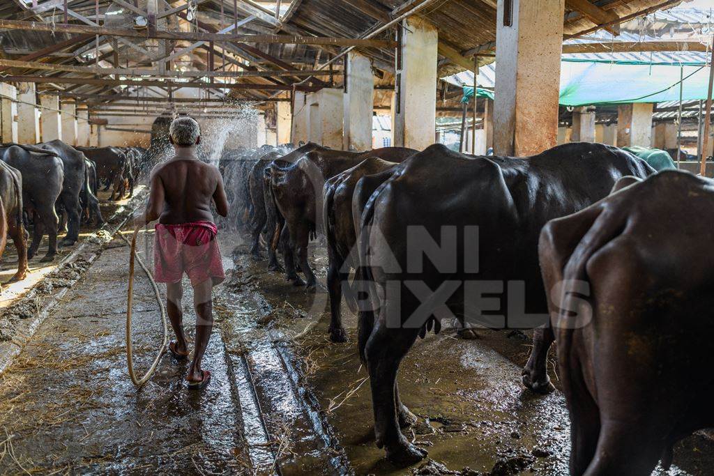 Worker spraying buffaloes with hose in a concrete shed on an urban dairy farm or tabela, Aarey milk colony, Mumbai, India, 2023