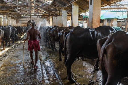Worker spraying buffaloes with hose in a concrete shed on an urban dairy farm or tabela, Aarey milk colony, Mumbai, India, 2023