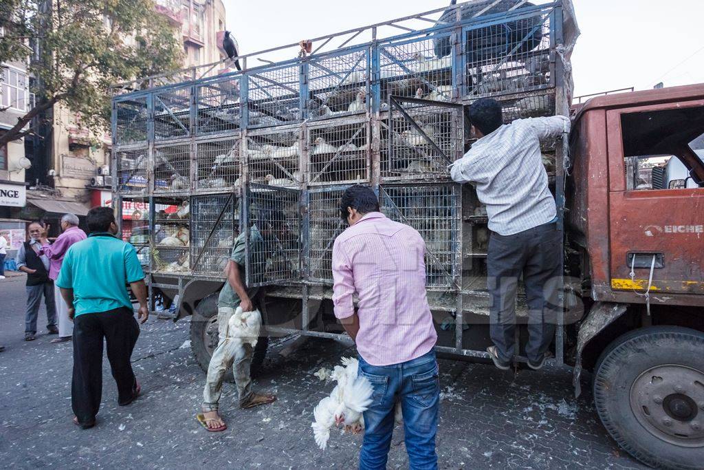 Broiler chickens raised for meat being unloaded from transport trucks near Crawford meat market in Mumbai