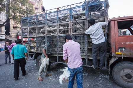 Broiler chickens raised for meat being unloaded from transport trucks near Crawford meat market in Mumbai