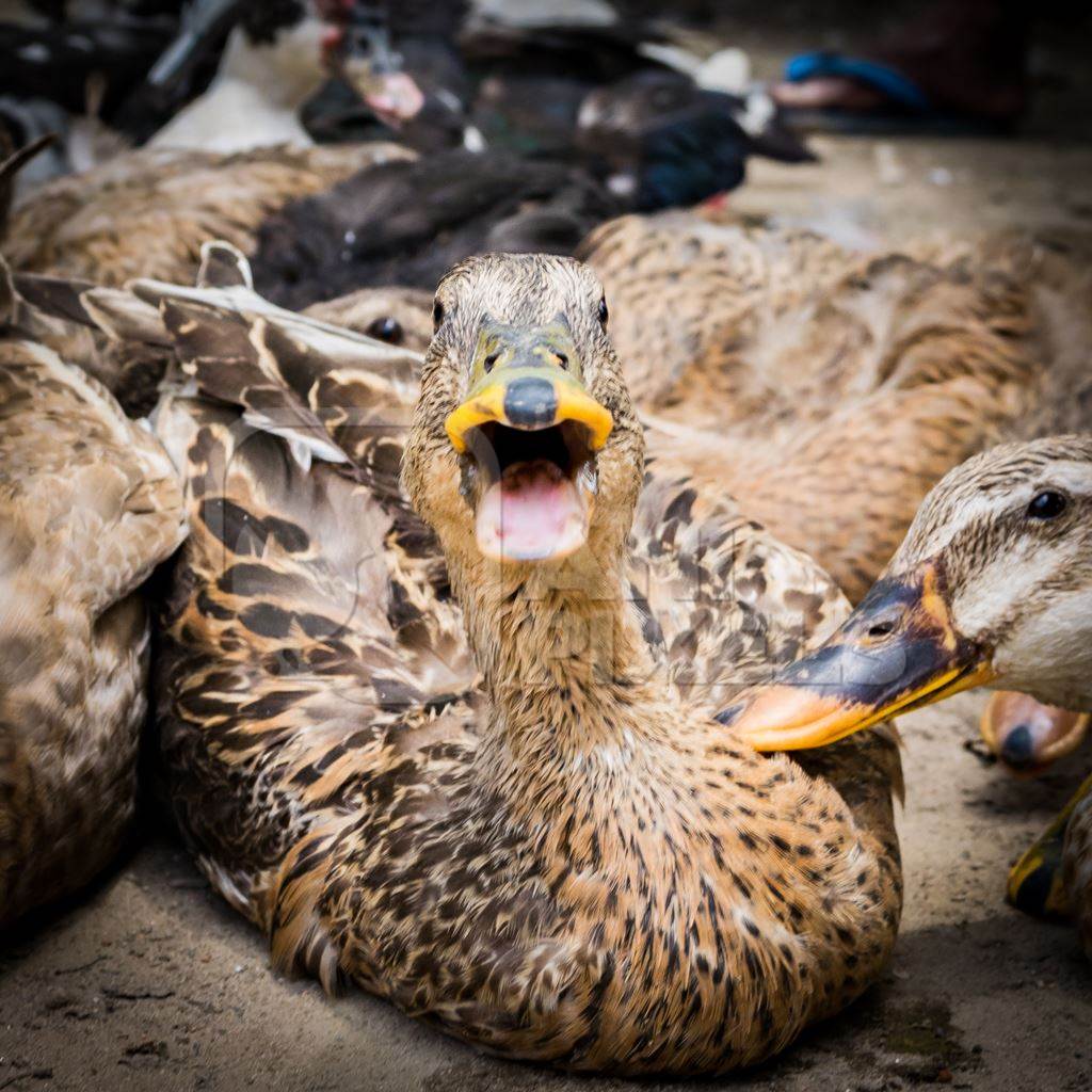 Ducks and geese panting in the heat on sale for meat at a market in Dimapur in Nagaland
