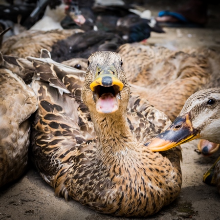 Ducks and geese panting in the heat on sale for meat at a market in Dimapur in Nagaland