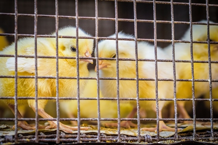 Yellow chicks on sale in cage at Crawford market