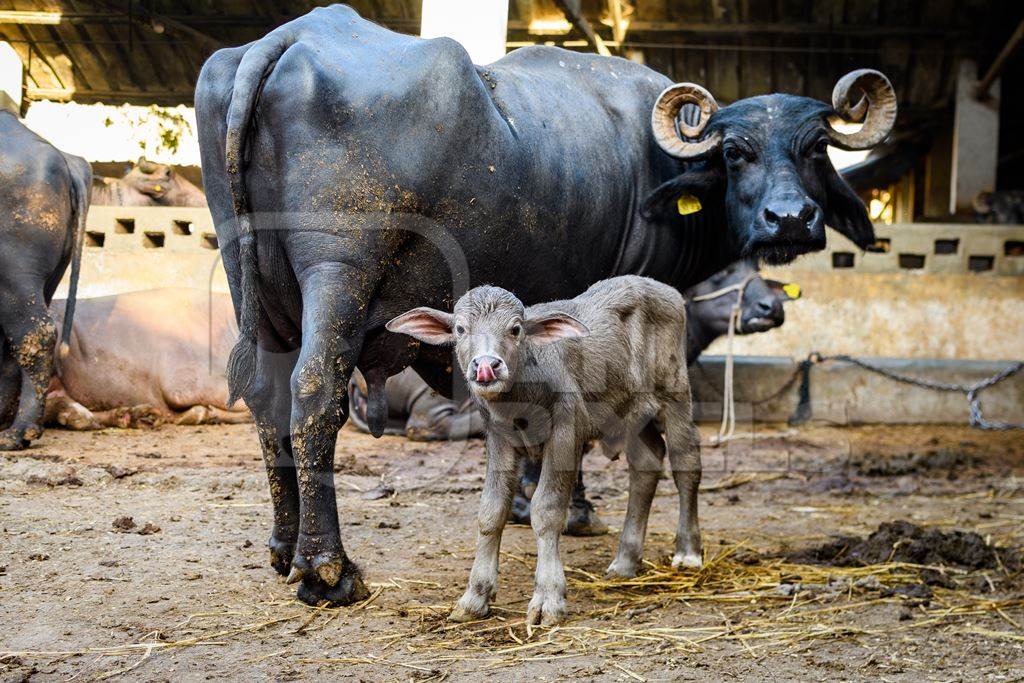 Indian buffalo mother with baby buffalo calf on an urban dairy farm or tabela, Aarey milk colony, Mumbai, India, 2023