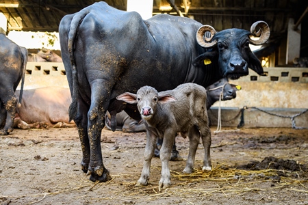 Indian buffalo mother with baby buffalo calf on an urban dairy farm or tabela, Aarey milk colony, Mumbai, India, 2023