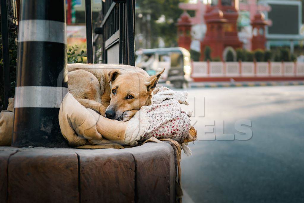 Indian street dog or stray pariah dog sleeping on blanket in the road, Ajmer, Rajasthan, India, 2022