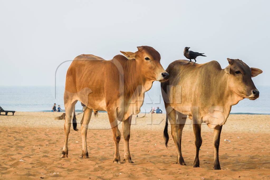 Street cows on beach in Goa in India with blue sky background and  sand