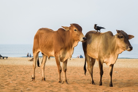 Street cows on beach in Goa in India with blue sky background and  sand