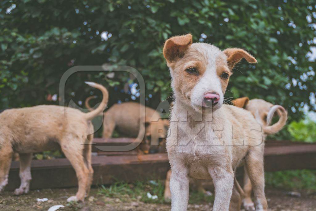 Cute stray puppies playing in a field