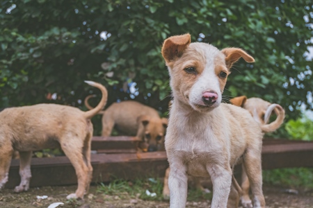 Cute stray puppies playing in a field