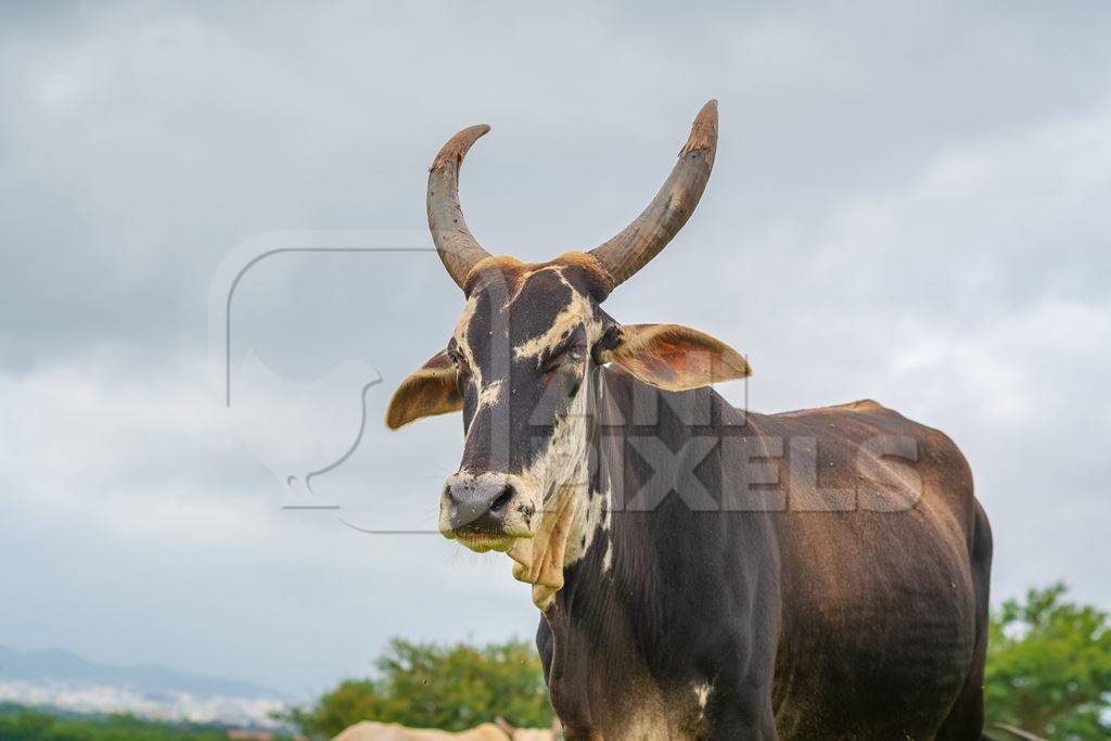 Indian cow with large horns from a dairy farm grazing in a field with grey sky on the outskirts of a city in Maharashtra in India