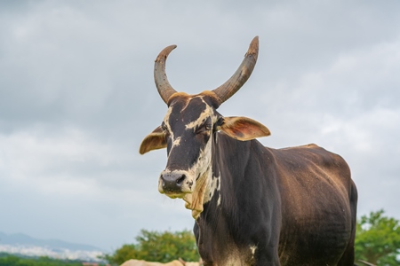 Indian cow with large horns from a dairy farm grazing in a field with grey sky on the outskirts of a city in Maharashtra in India