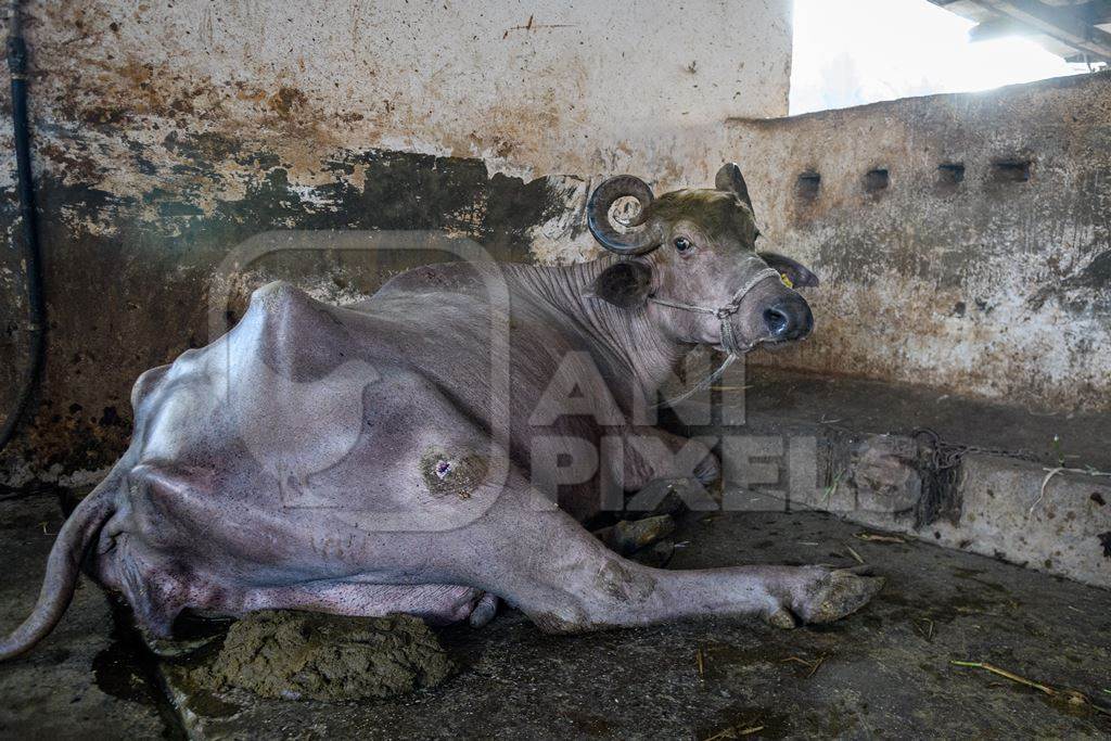 Farmed Indian buffaloe with wound on leg tied up on an urban dairy farm or tabela, Aarey milk colony, Mumbai, India, 2023