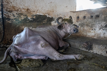 Farmed Indian buffaloe with wound on leg tied up on an urban dairy farm or tabela, Aarey milk colony, Mumbai, India, 2023