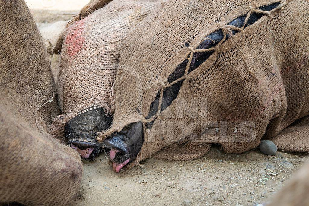 Pigs tied up in sacks and on sale for meat at the weekly animal market