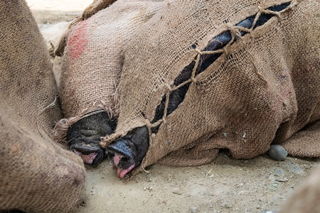 Pigs tied up in sacks and on sale for meat at the weekly animal market