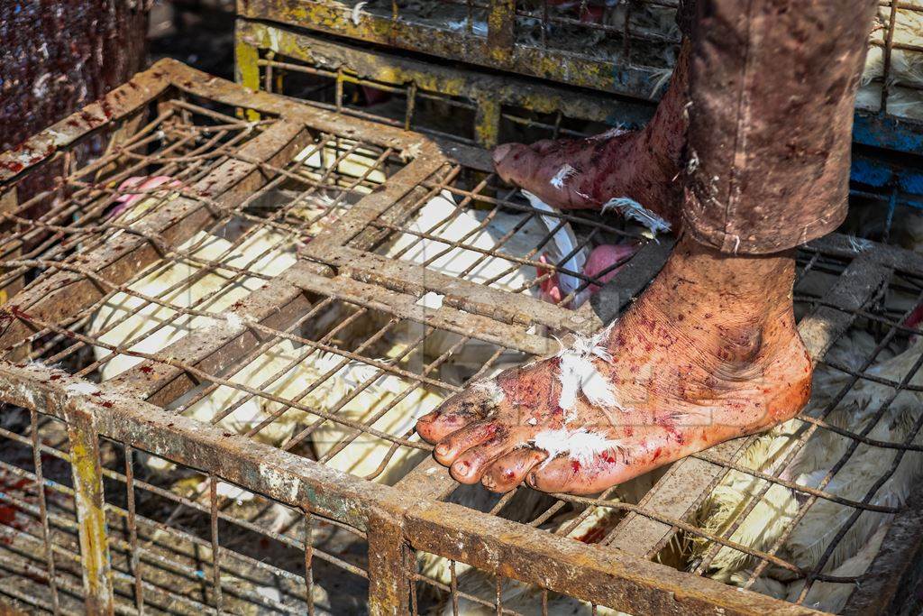 Slaughterhouse worker standing on crates of Indian chickens at Ghazipur murga mandi, Ghazipur, Delhi, India, 2022