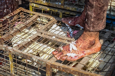 Slaughterhouse worker standing on crates of Indian chickens at Ghazipur murga mandi, Ghazipur, Delhi, India, 2022