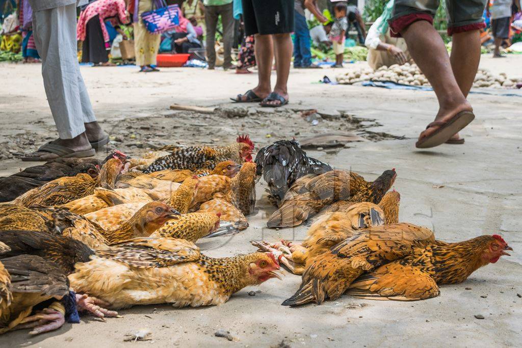 Chickens tied up and on sale on the ground at a market