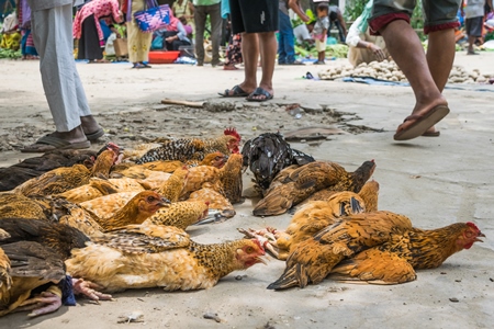 Chickens tied up and on sale on the ground at a market