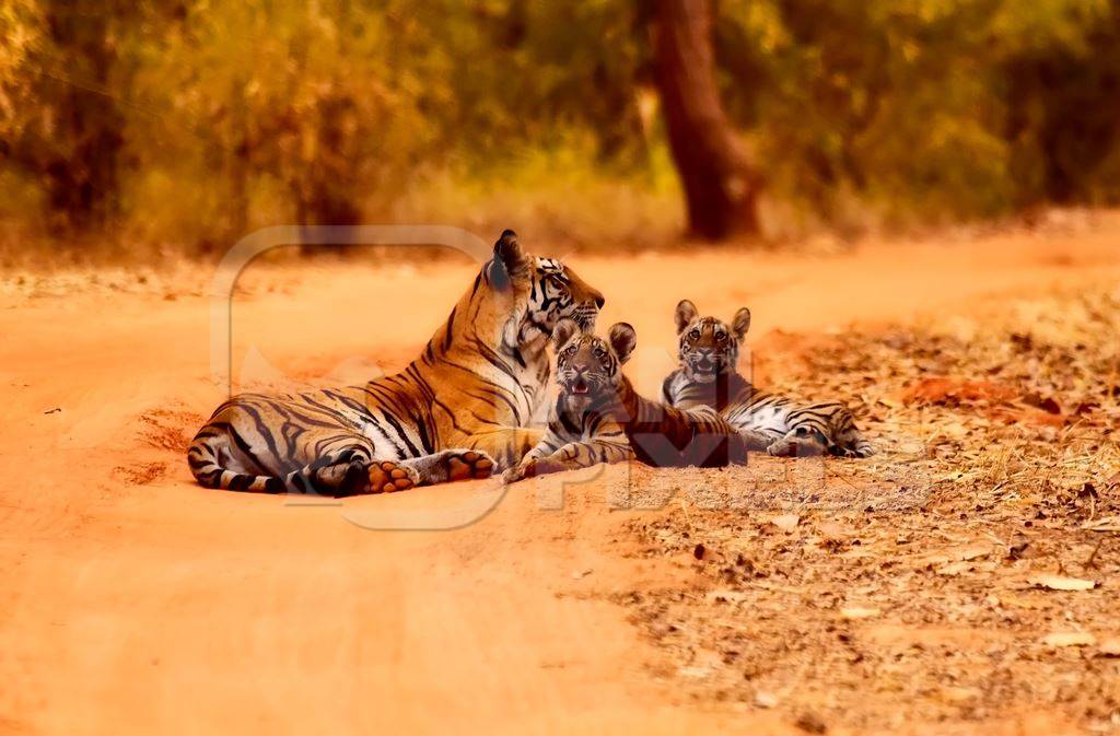 Family of Bengal tigers including two cubs