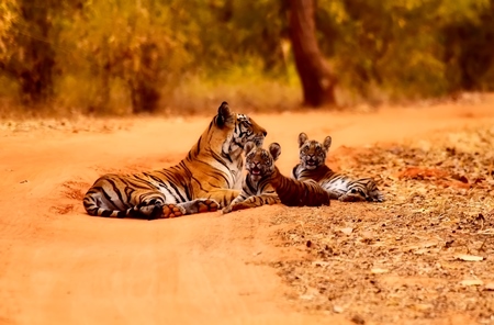 Family of Bengal tigers including two cubs