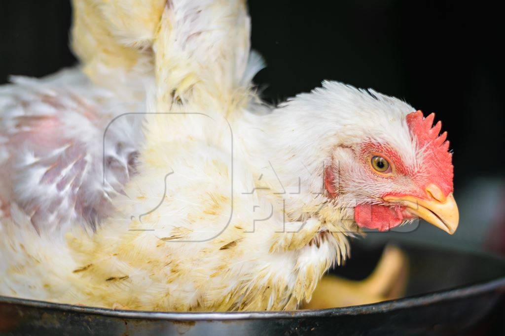 Broiler chicken sitting in a weighing scale at a chicken shop