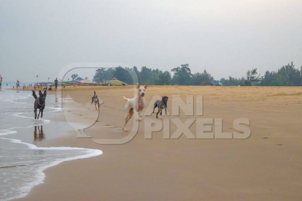 Photo of Indian street or stray dogs on beach in Goa with blue sky background in India