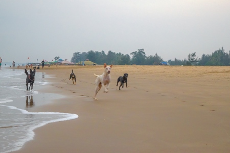 Photo of Indian street or stray dogs on beach in Goa with blue sky background in India