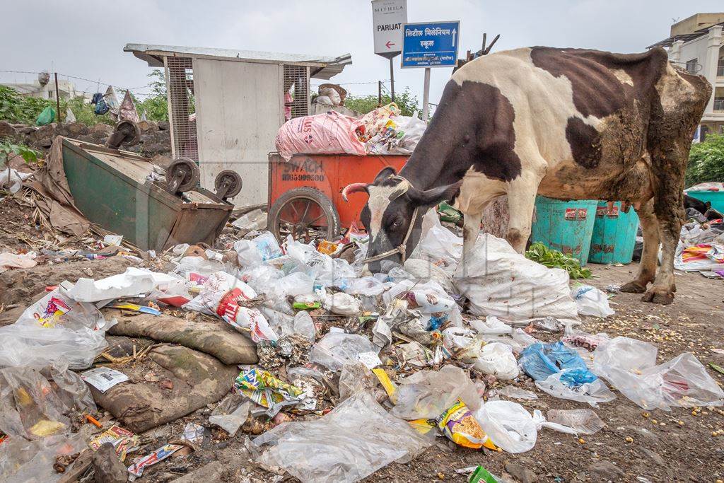 Dairy cow eating from a large pile of garbage in the street in a city