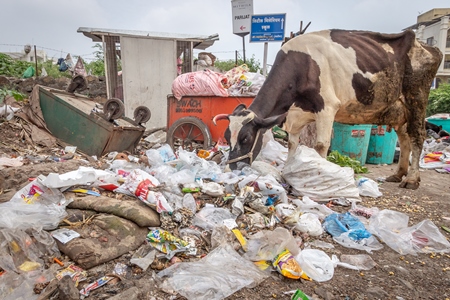 Dairy cow eating from a large pile of garbage in the street in a city