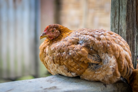 Orange hen in a rural village