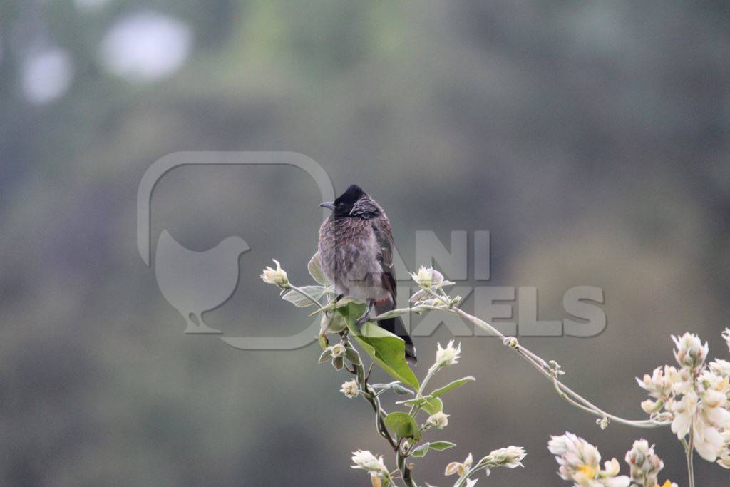Red vented bulbul sitting on a branch