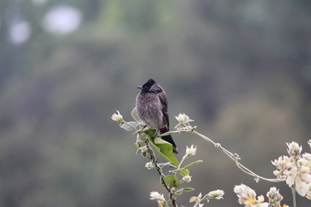 Red vented bulbul sitting on a branch