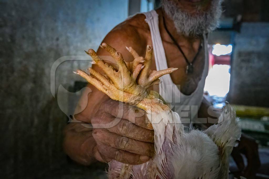 Bunch of chicken feet tied up at the chicken meat market inside New Market, Kolkata, India, 2022