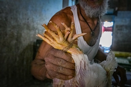 Bunch of chicken feet tied up at the chicken meat market inside New Market, Kolkata, India, 2022