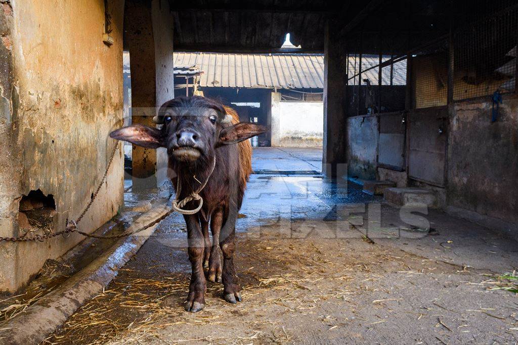 Indian buffalo calves tied up on an urban dairy farm or tabela, Aarey milk colony, Mumbai, India, 2023