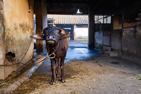 Indian buffalo calves tied up on an urban dairy farm or tabela, Aarey milk colony, Mumbai, India, 2023