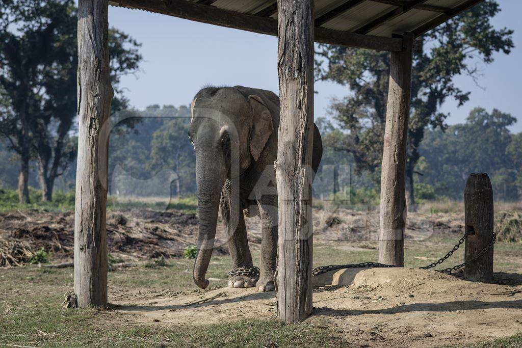 An adult Nepali elephant is chained up at Chitwan Elephant Breeding Centre, Chitwan, Nepal