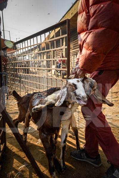 Indian goats being dragged by the ears at the Ghazipur bakra mandi, Ghazipur, Delhi, India, 2022