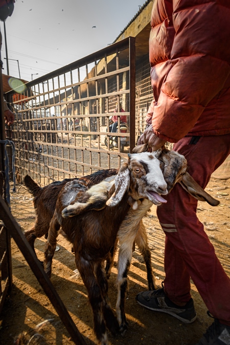 Indian goats being dragged by the ears at the Ghazipur bakra mandi, Ghazipur, Delhi, India, 2022